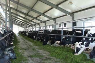 गाँव में शुरू करें 11 लाभदायक कृषि व्यवसाय (2024) | Most Profitable Farming Business Ideas