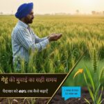 गेहूं की बुवाई का सही समय