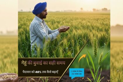 गेहूं की बुवाई का सही समय